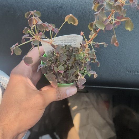 Photo of the plant species Volcanic Sorrel by @PoliteWaxivy50 named Bruce Lee on Greg, the plant care app