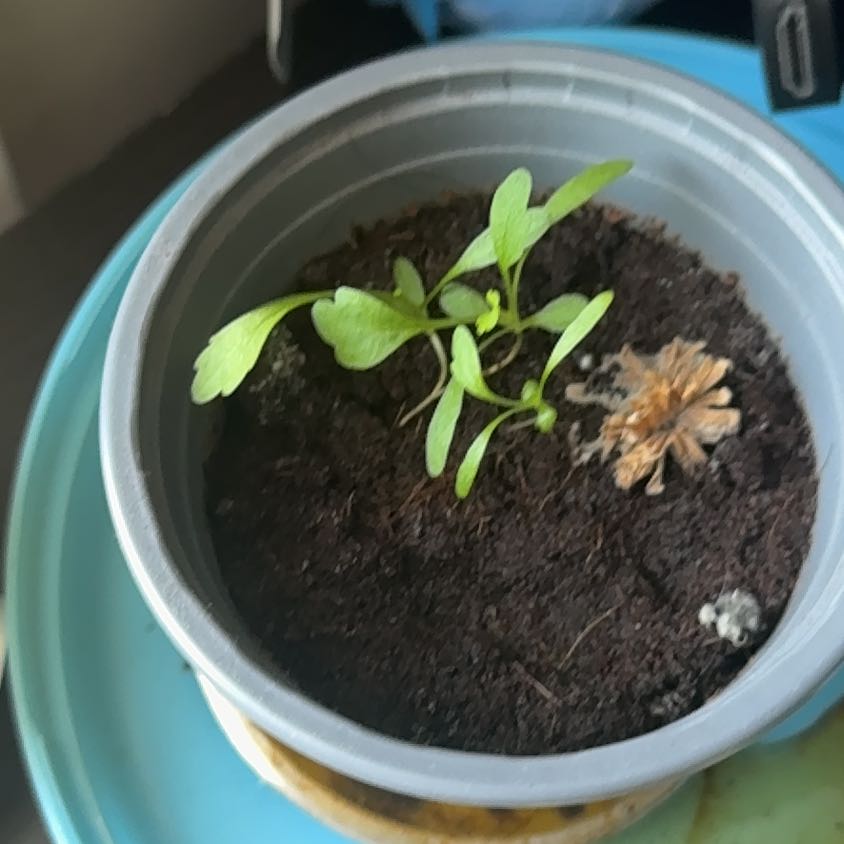 Photo of the plant species Silver Princess Daisy by @AlertChayote66 named Rino on Greg, the plant care app