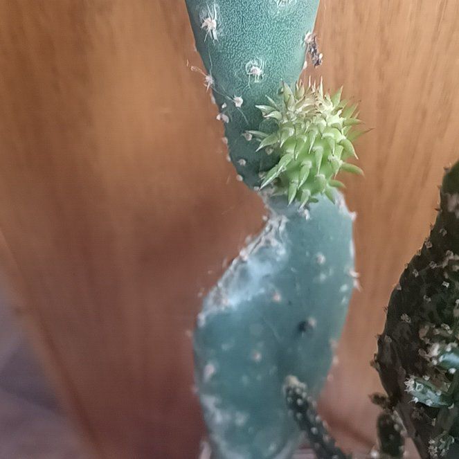Photo of the plant species Prickly Pear Cactus by @BuffCapeweed61 named Mollie on Greg, the plant care app