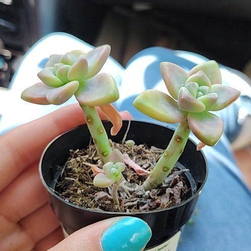 Photo of the plant species Graptopetalum Jester by @YokeBlinks54 named Cleopatra on Greg, the plant care app