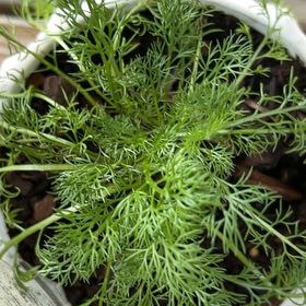 Photo of the plant species Scentless Mayweed by @TidyTreeivy99 named Messi on Greg, the plant care app