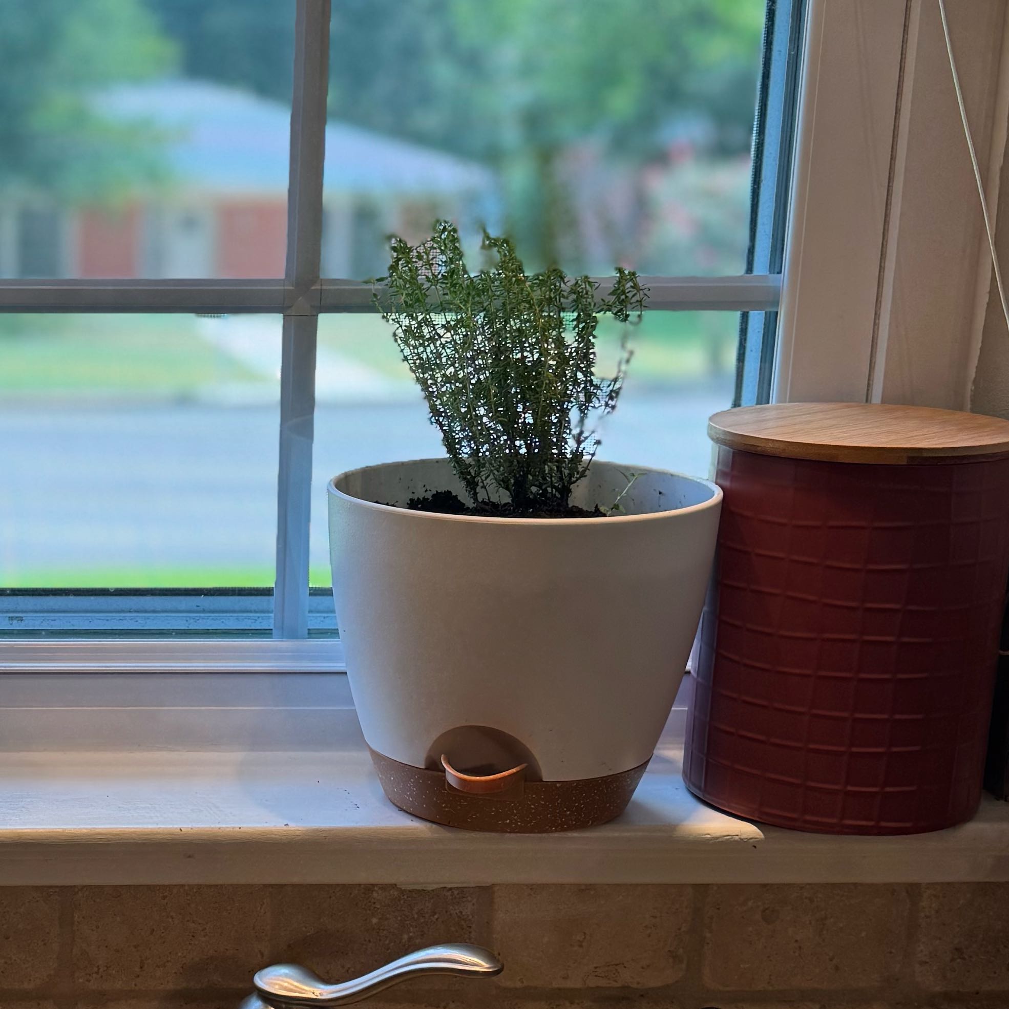 Photo of the plant species French Thyme by @HeadHawthorn9 named Thyme on Greg, the plant care app