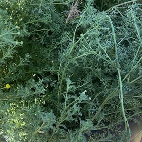 Photo of the plant species Crown Daisy by @SlickCookspine named Gaga on Greg, the plant care app