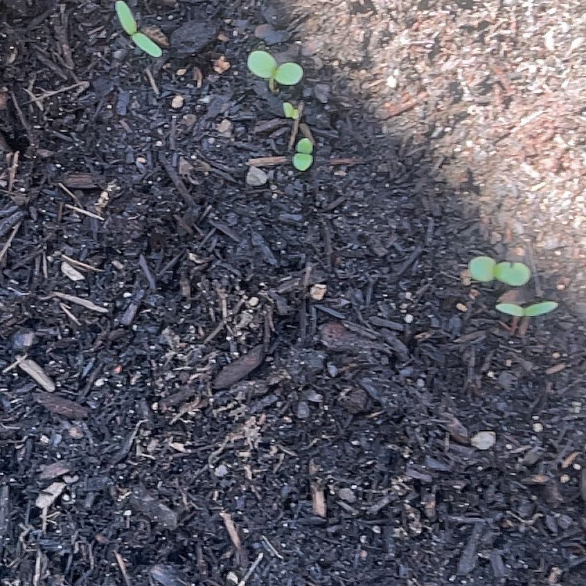 Photo of the plant species Nelumbo Lutea by @ClearcutMango named da Vinci on Greg, the plant care app