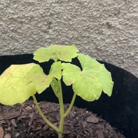 Photo of the plant species Pumpkin by @ClearcutMango named ChloroPhil on Greg, the plant care app