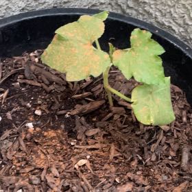 Photo of the plant species Pumpkin by @ClearcutMango named Bruce Lee on Greg, the plant care app