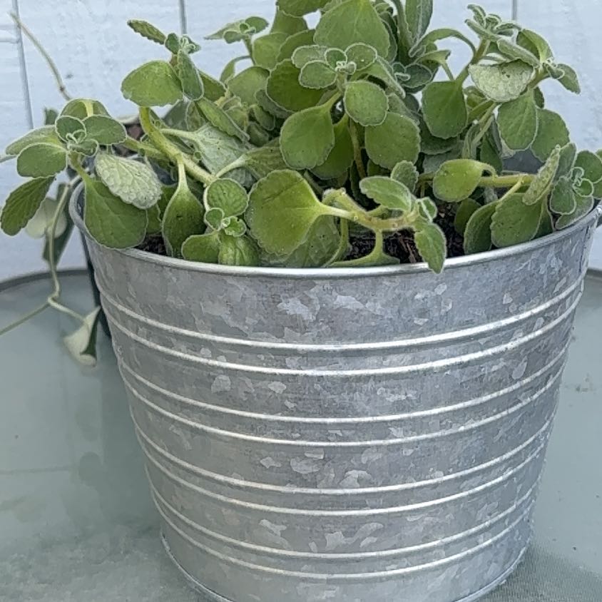 Photo of the plant species Cerveza n Lime by @RadCeratiola89 named Muhammad Ali on Greg, the plant care app