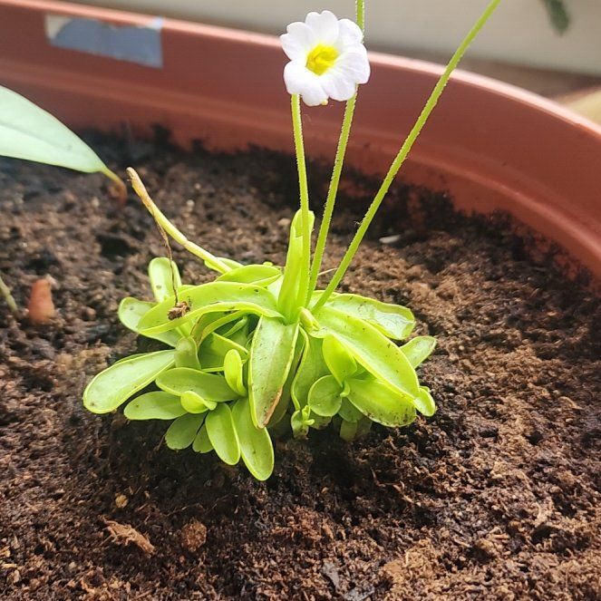 Photo of the plant species Small Butterwort by @CordialMossfern named Beauty on Greg, the plant care app