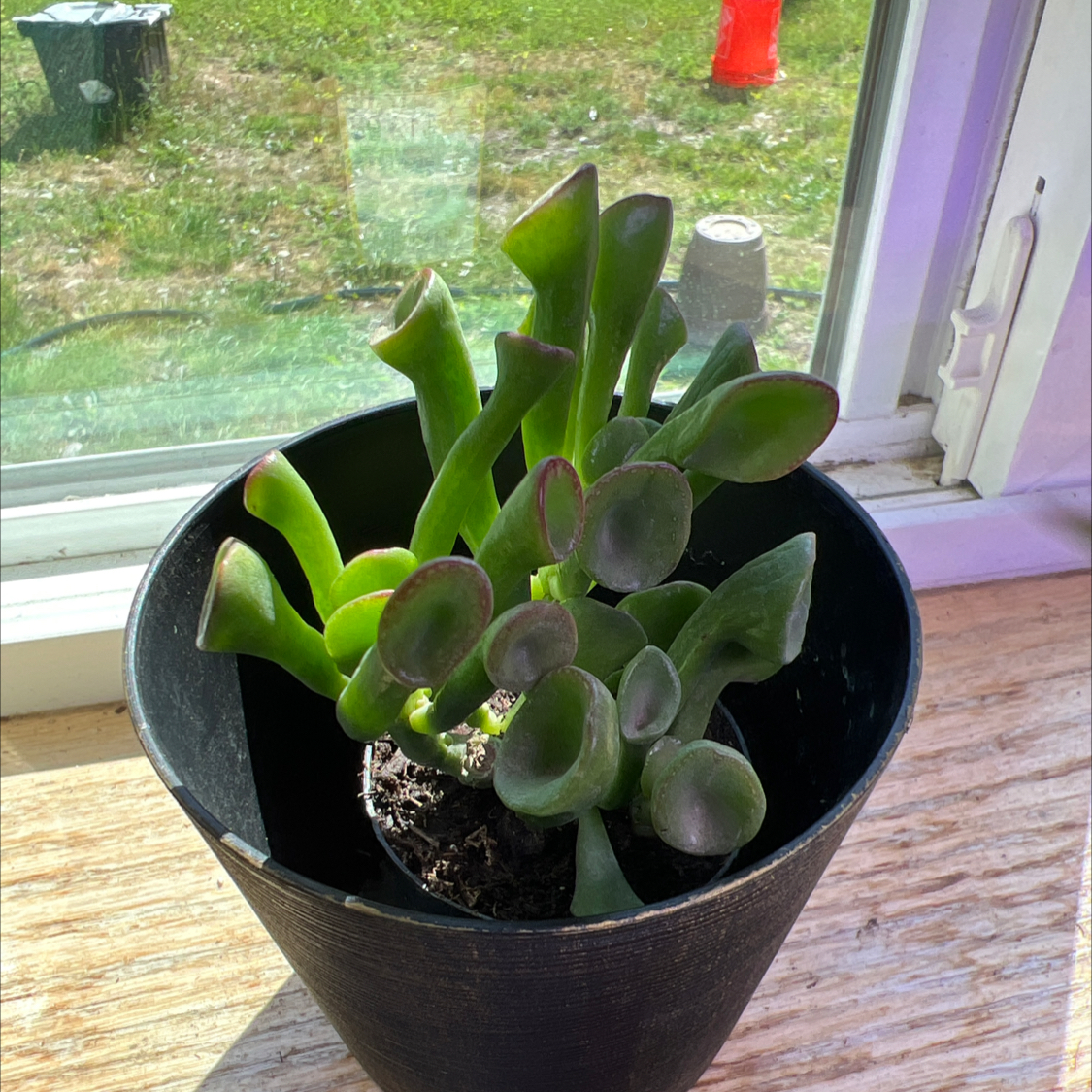 Photo of the plant species Crassula 'Ogre Ears' by @MovingSeaspurge named Austen on Greg, the plant care app