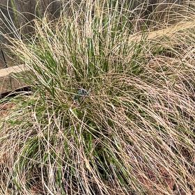 Photo of the plant species Cassian Dwarf Fountain Grass by @FieryOnion8 named Pennisetum alopecuroides on Greg, the plant care app
