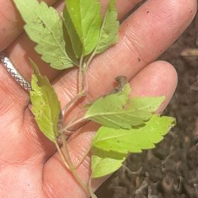 Photo of the plant species Japanese Zelkova by @WinSmellfox75 named Baesil on Greg, the plant care app