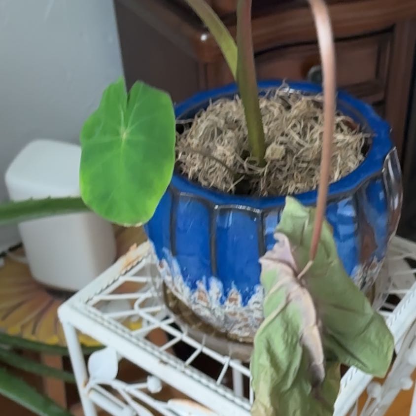 Photo of the plant species Colocasia 'Redemption' PP34,729 by @HipGinger51 named Denali on Greg, the plant care app