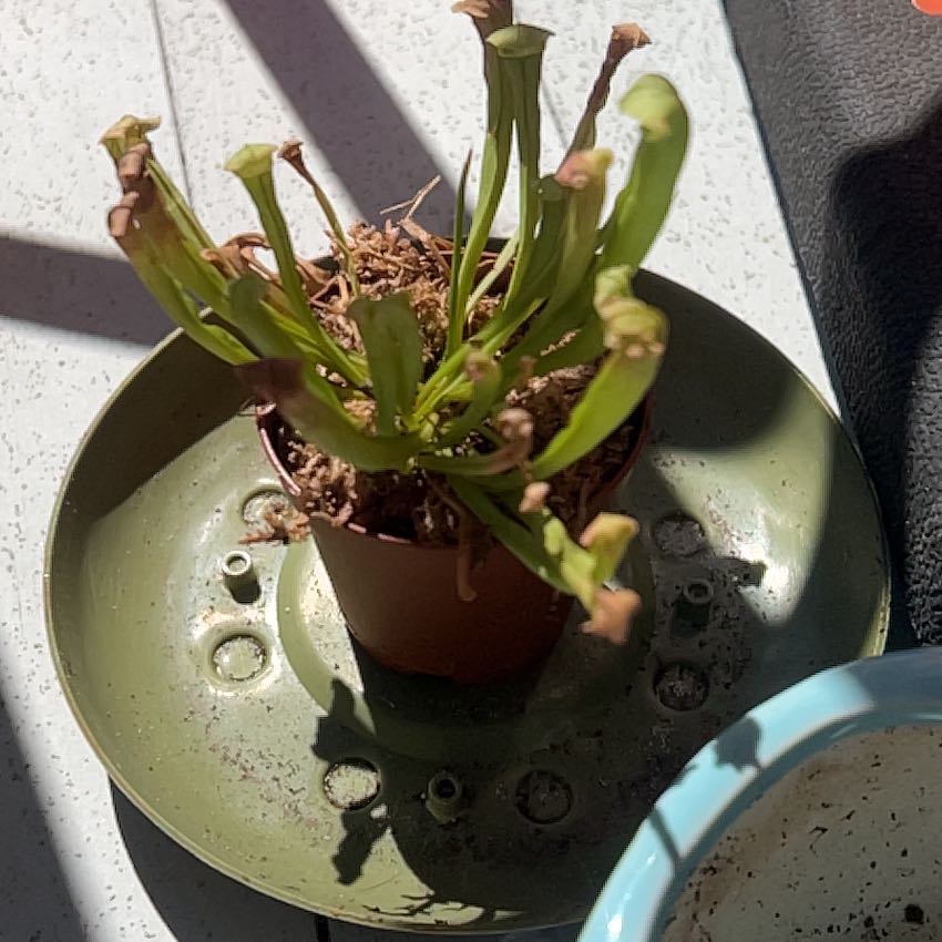 Photo of the plant species Trumpet Pitcher by @FitPumpkinash29 named Bieber on Greg, the plant care app