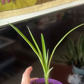 Photo of the plant species Queens Tears Bromeliad by @FitPumpkinash29 named mila on Greg, the plant care app