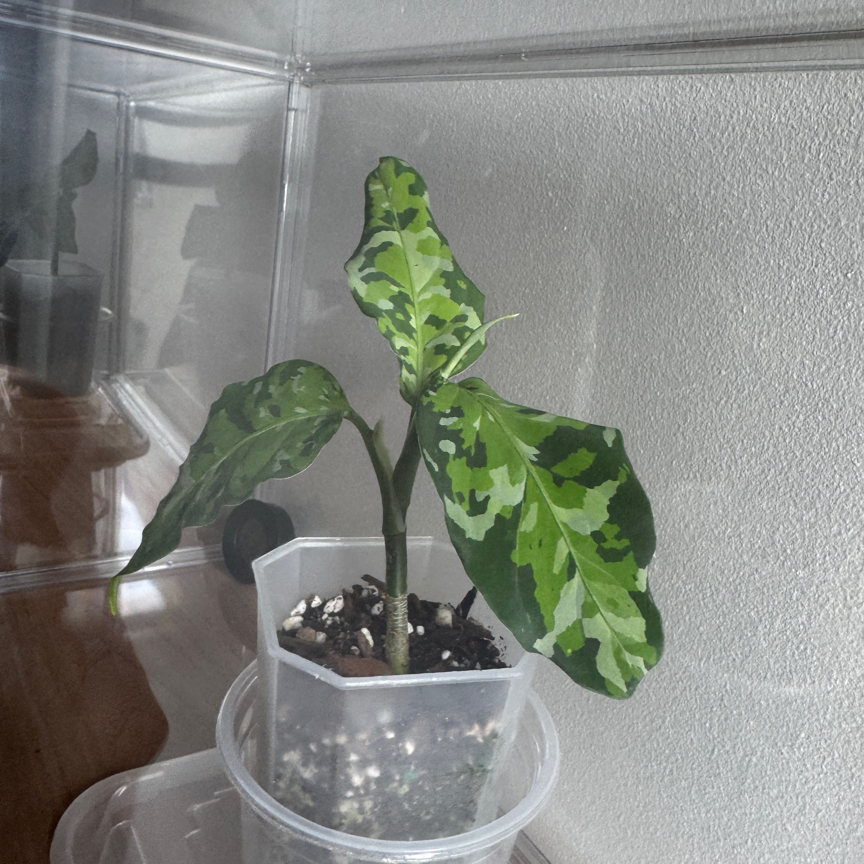 Photo of the plant species Aglaonema 'Pictum Tricolor' by @OrganicMelon83 named Daisy on Greg, the plant care app
