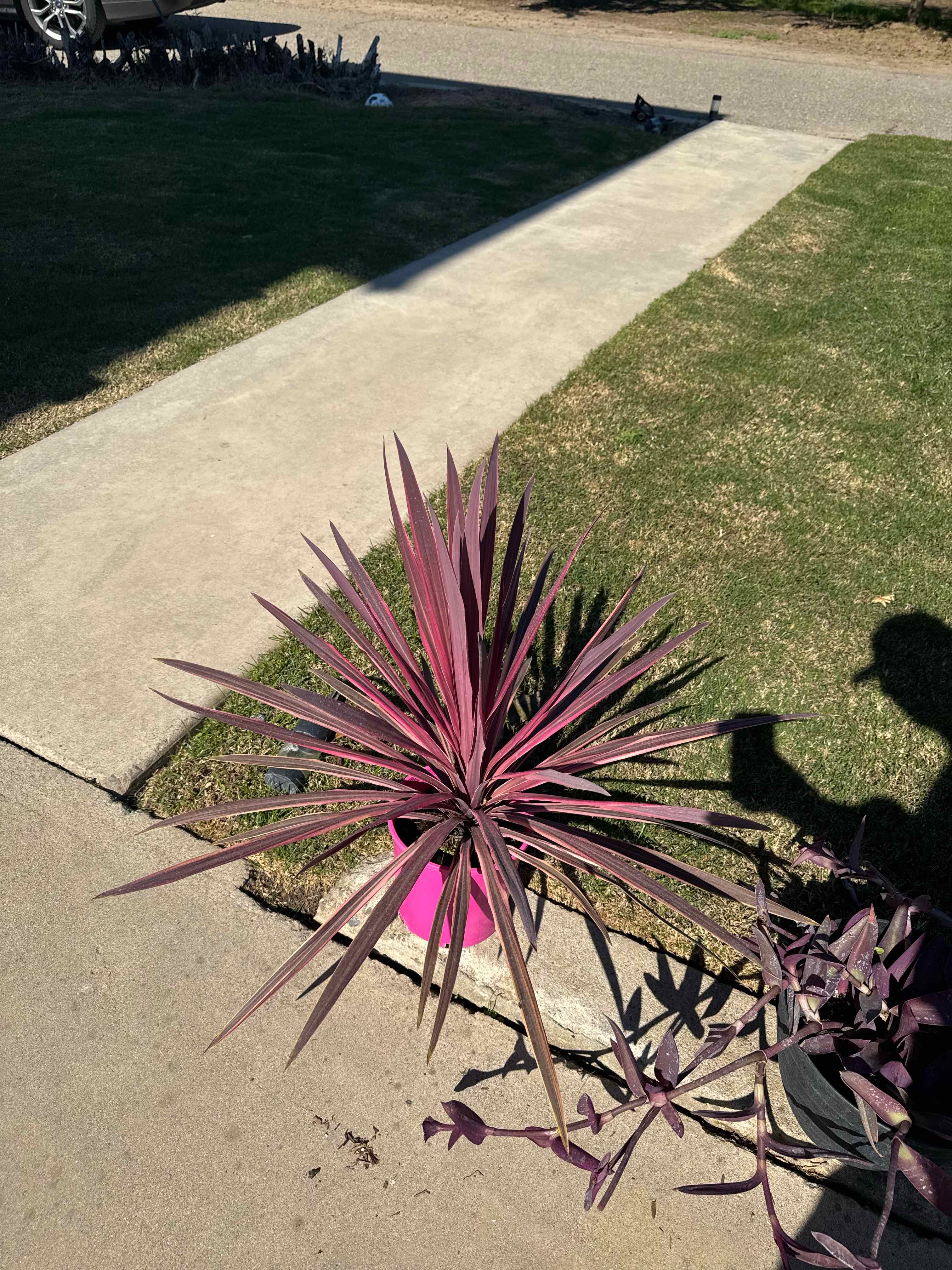 Photo of the plant species Pink Dreams by @Tastytree73 named Beyonce on Greg, the plant care app