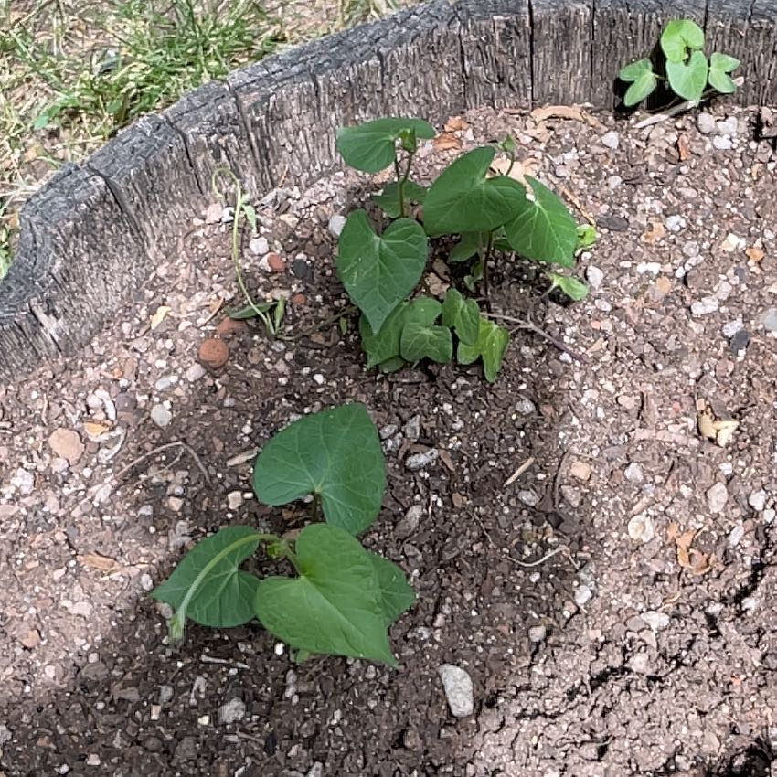 Photo of the plant species Picotee Blue Morning Glory by @Ry1 named Harmony on Greg, the plant care app