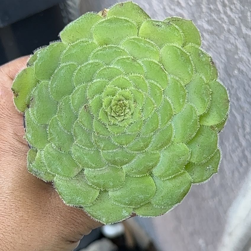 Photo of the plant species Flat-Topped Aeonium by @RhapsodicPhlox named Rainier on Greg, the plant care app