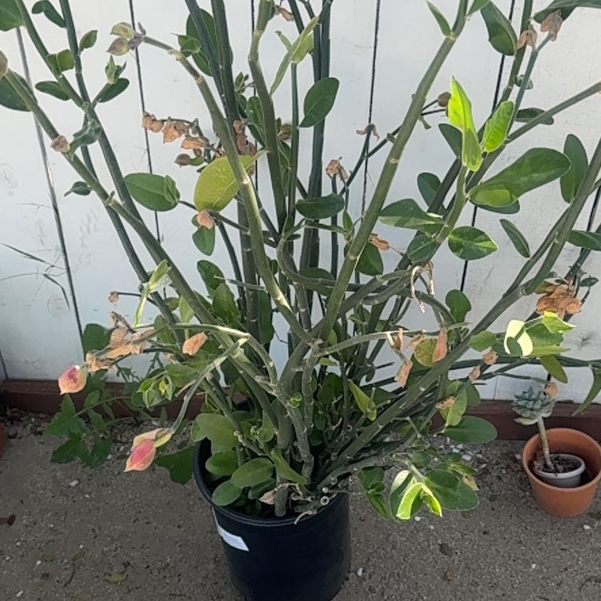 Photo of the plant species Crown Flower by @MentorPothos99 named Forrest on Greg, the plant care app