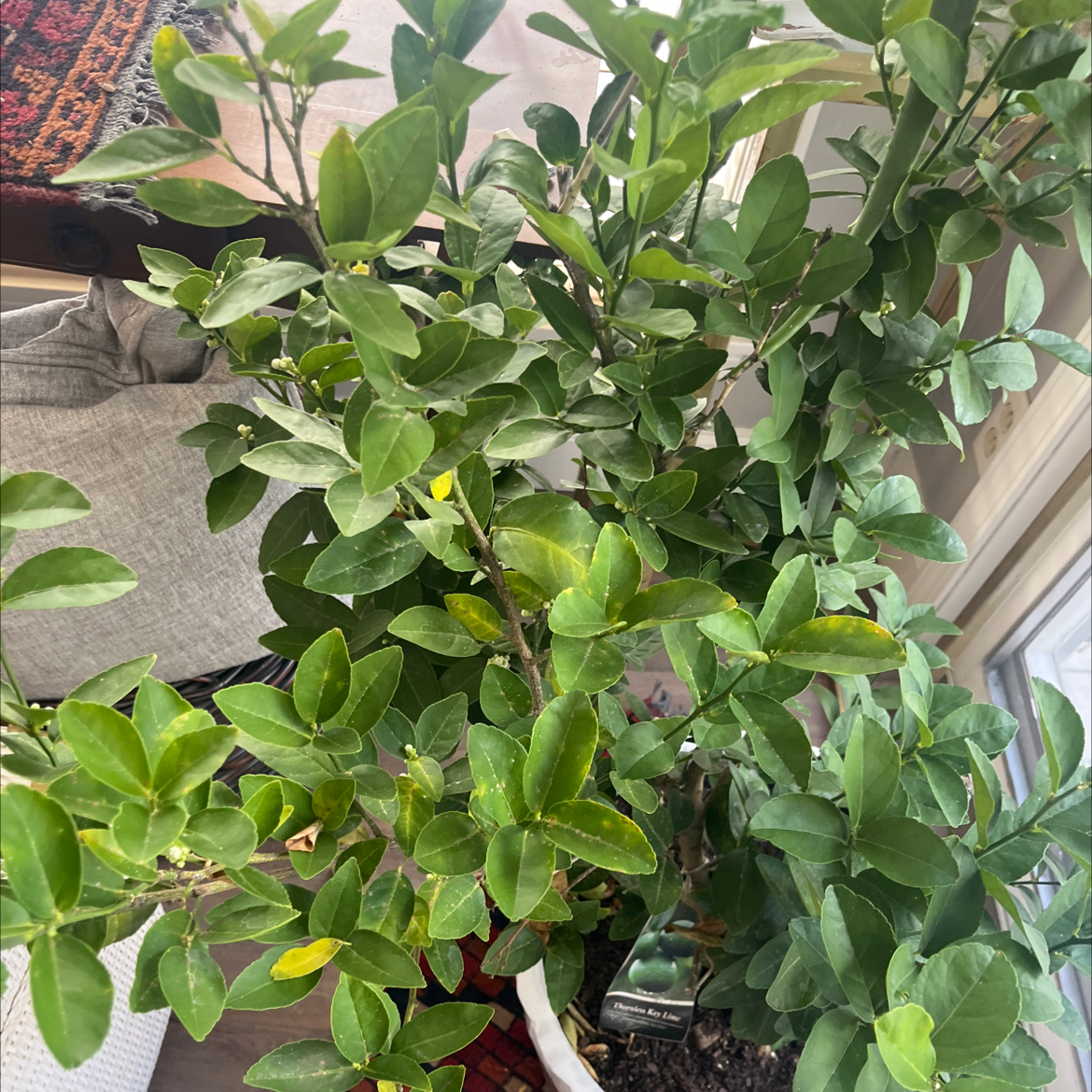 Photo of the plant species Thornless Key Lime by @CivicCorn96 named Kendall on Greg, the plant care app
