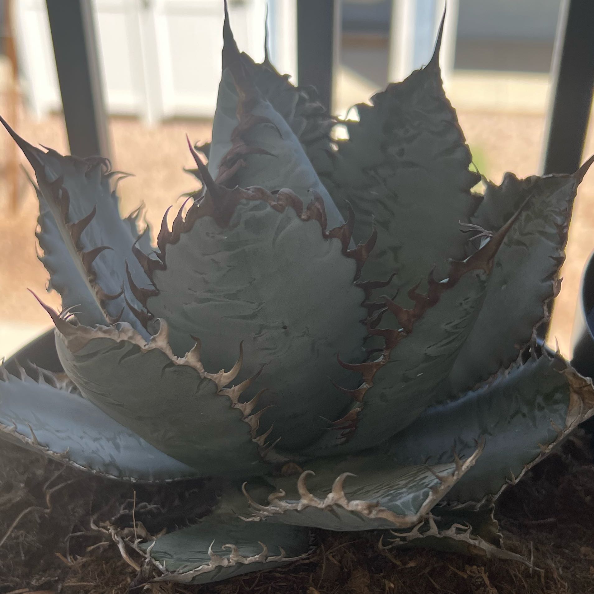 Keep Your Agave 'Lions Mane' Alive: Light, Water & Care