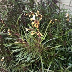 Photo of the plant species Orange Jasmine by @CozyEncina97 named Marilyn on Greg, the plant care app