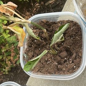 Photo of the plant species Asiatic Dayflower by @LikablePuka named Plato on Greg, the plant care app