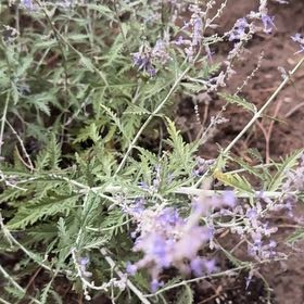 Photo of the plant species Texas Vervain by @ModestJubaea39 named Peter Parker on Greg, the plant care app