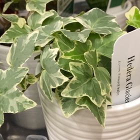 Photo of the plant species Baltic Ivy by @ZealKanono95 named Delilah on Greg, the plant care app