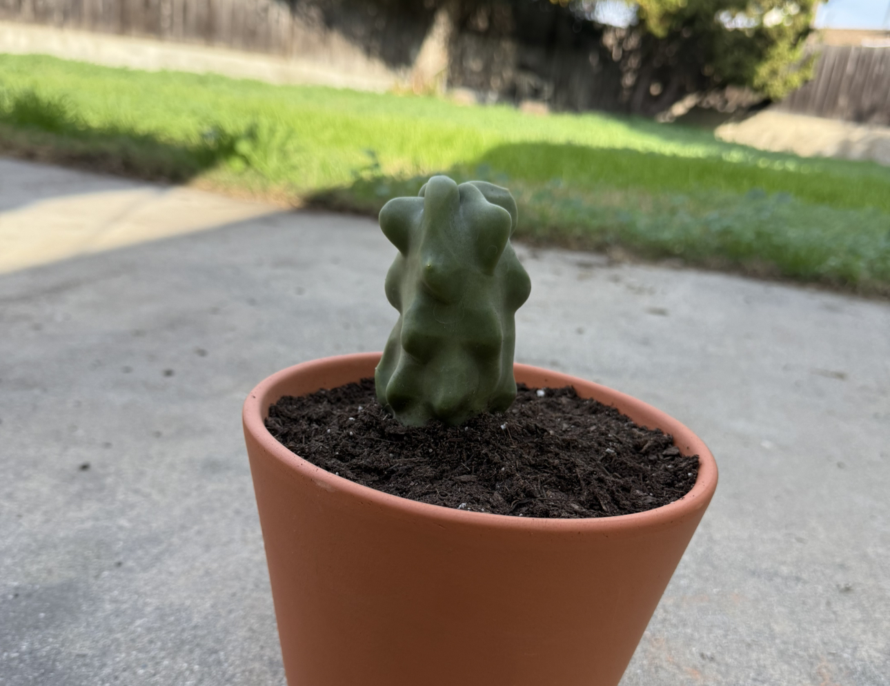 Photo of the plant species Totem Pole Cactus by @MagicalBlinks86 named Butthead on Greg, the plant care app