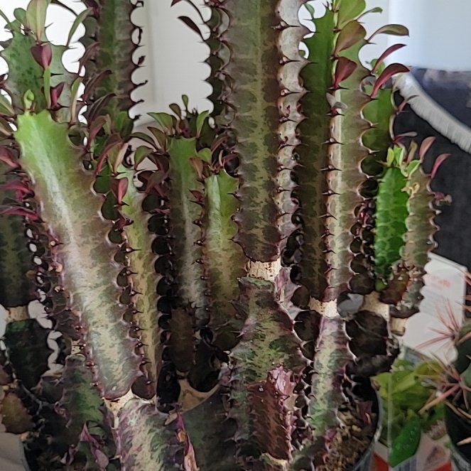 Photo of the plant species Royal Red African Milk Tree by @WittyCorn37 named Aria on Greg, the plant care app