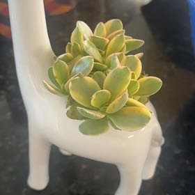 Photo of the plant species Variegated Crassula platyphylla by @NiceViszsla77 named Suki Jr on Greg, the plant care app
