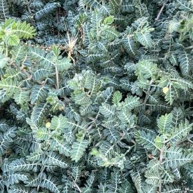 Photo of the plant species Puncturevine by @HotMedeola17 named Sonora on Greg, the plant care app