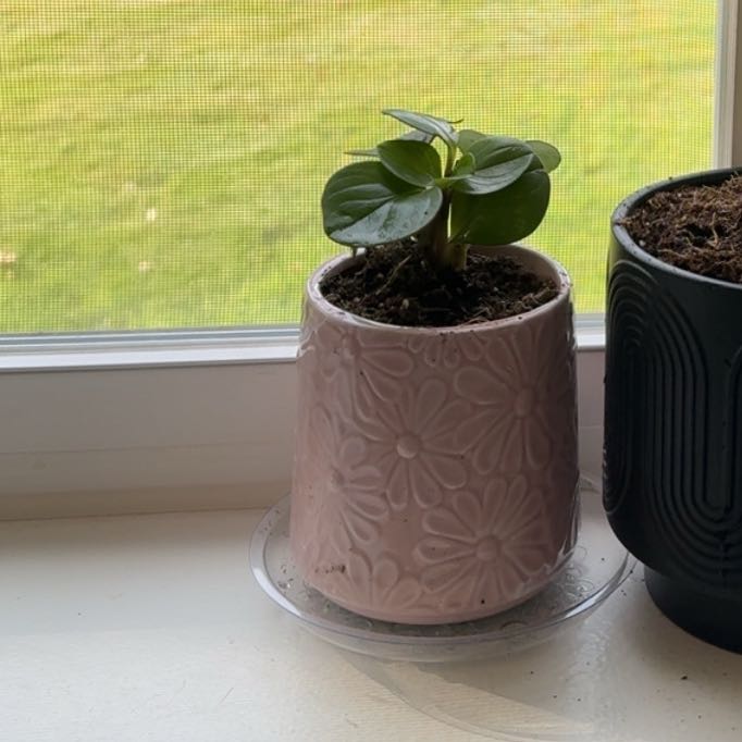 Photo of the plant species 'Salt N' Pepper' by @RadSweetsop98 named Babu on Greg, the plant care app