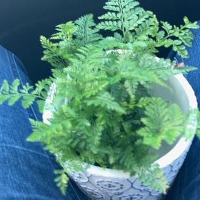 Photo of the plant species Davallia Fern by @Sillybilly named Harper on Greg, the plant care app