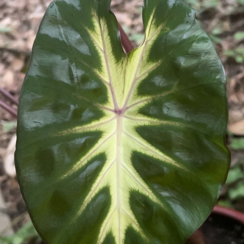 Photo of the plant species Colocasia Royal Hawaiian® 'Waikiki' by @ProLipandra23 named Tree Diddy on Greg, the plant care app