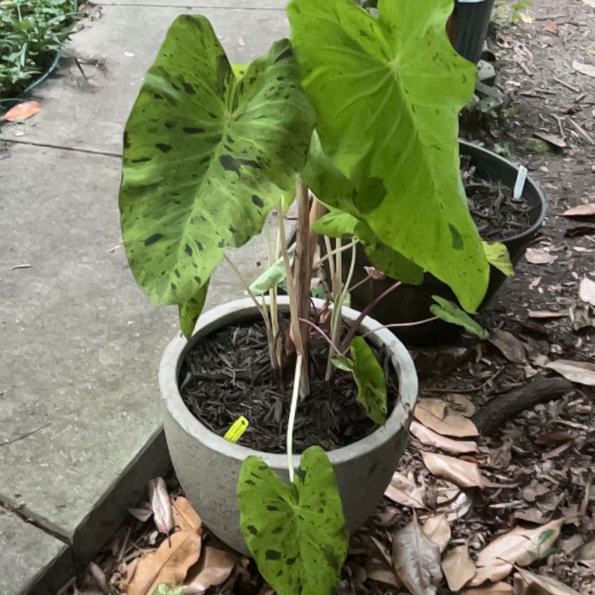 Photo of the plant species Mojito colocasia by @ProLipandra23 named Lavender on Greg, the plant care app