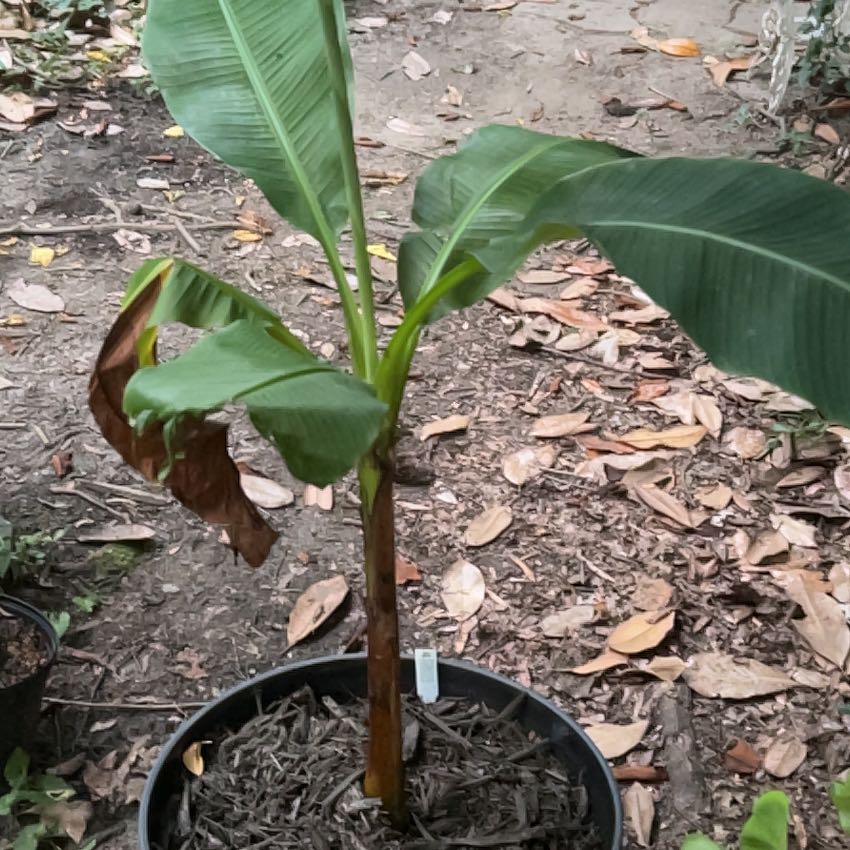 Photo of the plant species Japanese Banana by @ProLipandra23 named Dax on Greg, the plant care app