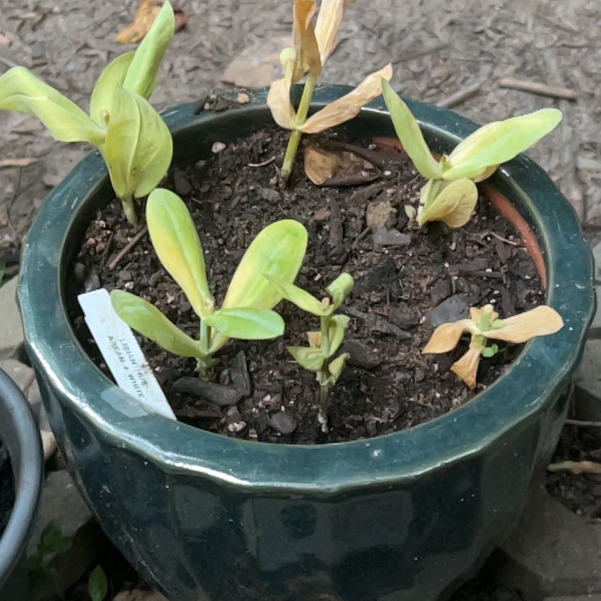 Photo of the plant species Lisianthus by @ProLipandra23 named Treeyoncé on Greg, the plant care app