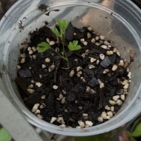 Photo of the plant species Mimosa venosa by @ProLipandra23 named da Vinci on Greg, the plant care app