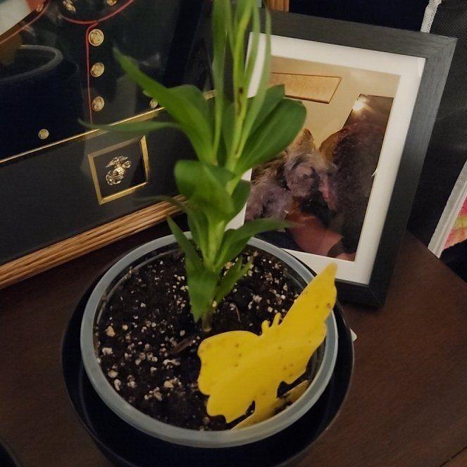 Photo of the plant species Stargazer Lily by @KeyLoquat70 named Stella on Greg, the plant care app