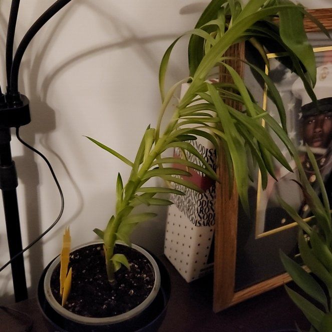 Photo of the plant species Forever Susan Asiatic Lily by @KeyLoquat70 named Hamilton on Greg, the plant care app
