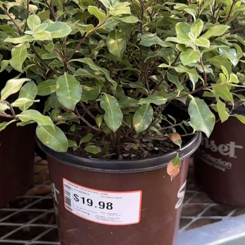 Photo of the plant species Kōhūhū by @SpeedyFrithia90 named Queen on Greg, the plant care app