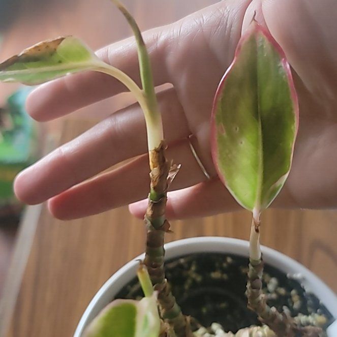 Photo of the plant species Aglaonema Red Gold by @SincereZinnia45 named Athena on Greg, the plant care app