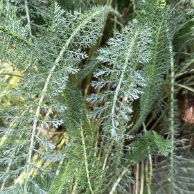 Photo of the plant species Boreal Yarrow by @TopJellypalm72 named Harmony on Greg, the plant care app