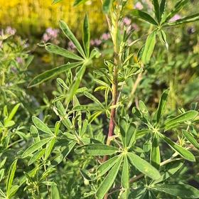 Photo of the plant species Lupinus Perennis by @TopJellypalm72 named Harper on Greg, the plant care app