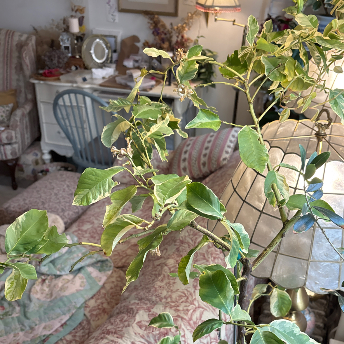 Photo of the plant species Variegated Pink Lemon by Aysia named Kelly on Greg, the plant care app