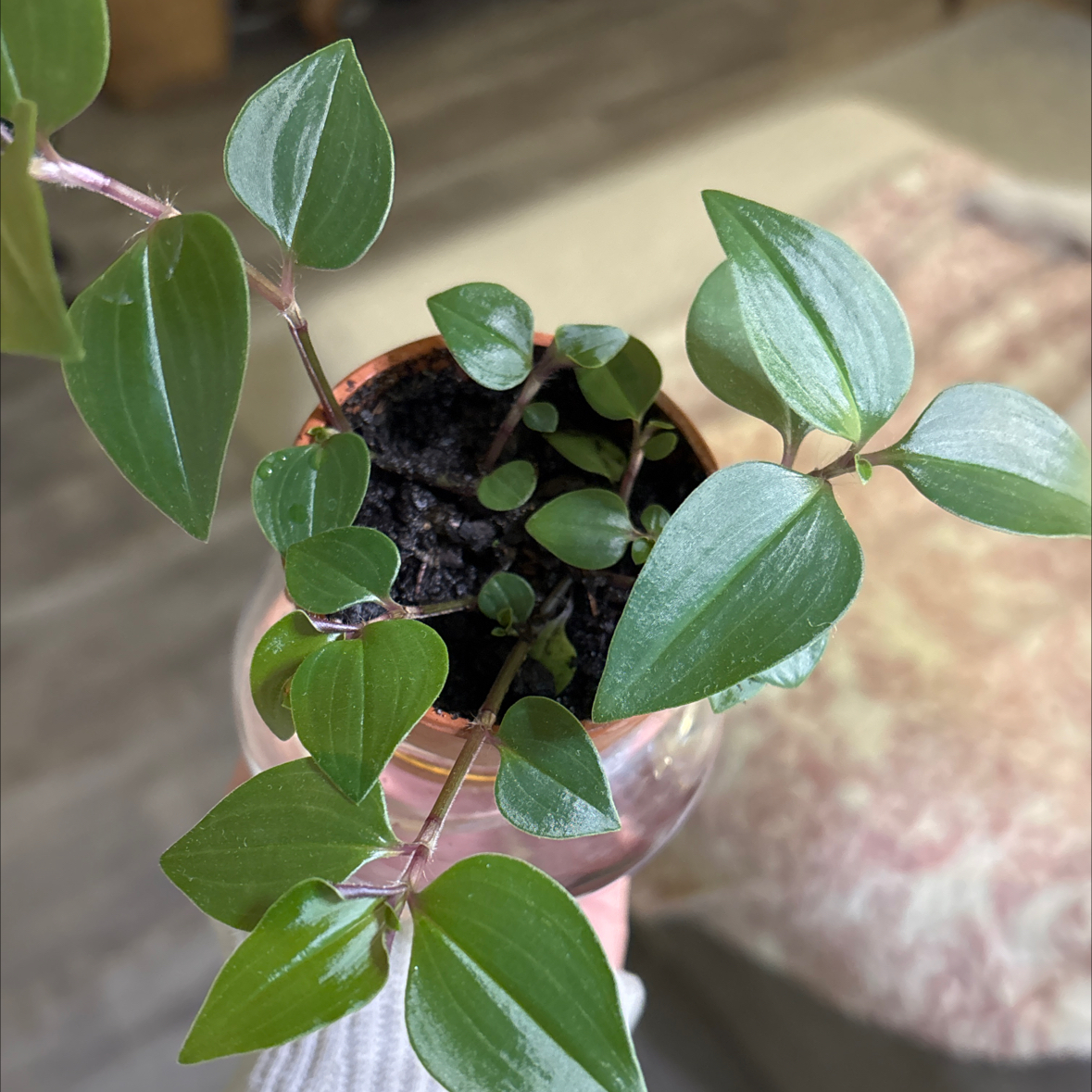 Photo of the plant species Tradescantia 'Green Hill' by Aysia named Spike on Greg, the plant care app