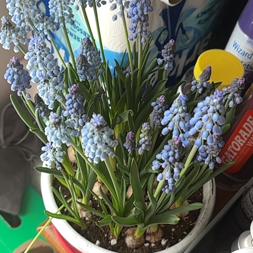 Photo of the plant species Grape Hyacinth by @FabWaxivy48 named Queen on Greg, the plant care app