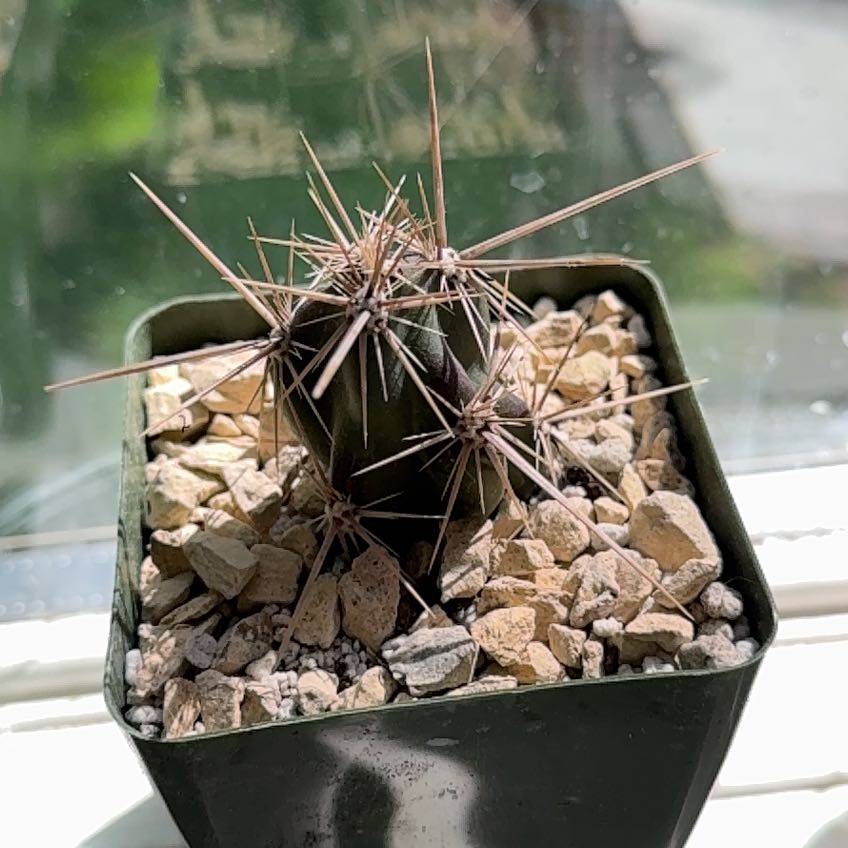 Photo of the plant species Prickly Pear by @GuruGrass93 named Fernie Saunders on Greg, the plant care app